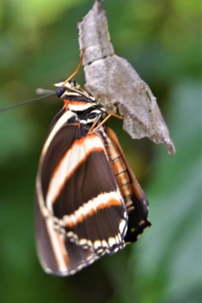 istock New born orange black white butterfly 1324730581