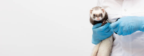 istock Vet examines a patient ferret isolated banner with copy space 1324731537