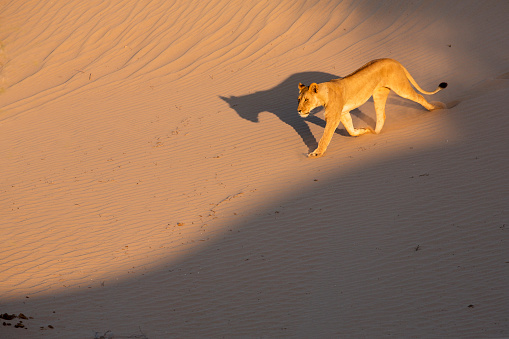 in the desert of the Skeleton Coast, Namibia