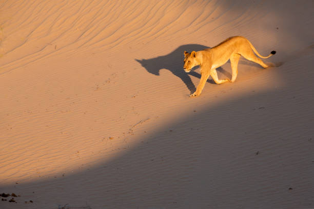 lwica spływa po wydmie - lion sands zdjęcia i obrazy z banku zdjęć