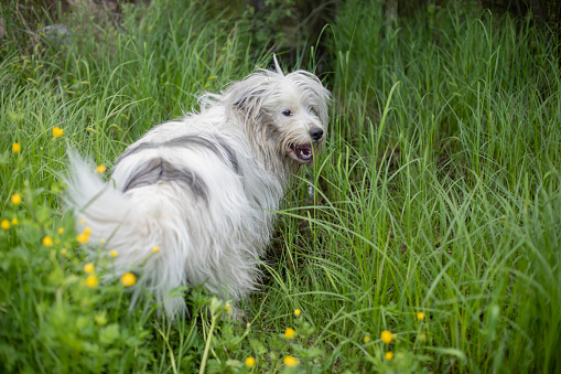 The dog walks in nature. White shaggy terrier. The pet is happy on the street. Walking the dog.