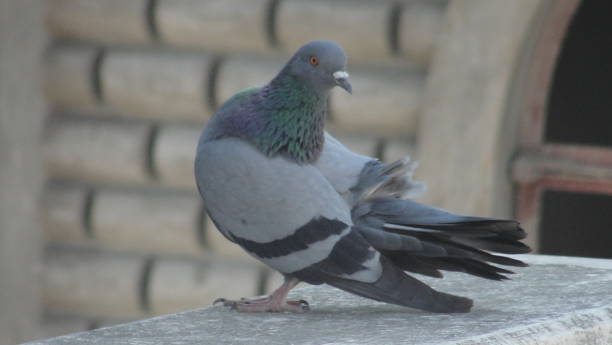 istock Indian Pigeon In Urban City 1324732115