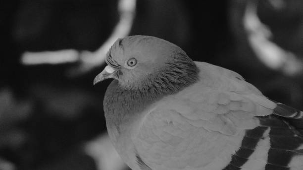 istock Indian Pigeon In Urban City 1324732117