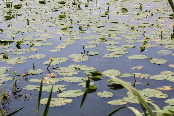 istock Lily pads with yellow buds along lake shore 1324732941