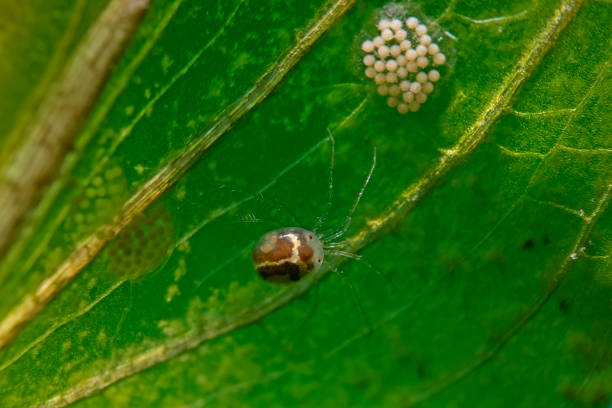 istock Freshwater mite and eggs on waterweed plant leaf 1324733256