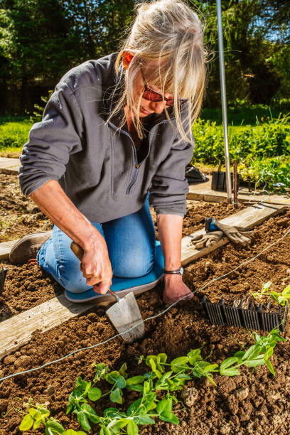 istock Woman planting Green Pea seedlings 1324734246