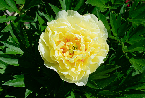 Yellow peony (Paeonia lutea) flowering on the flower bed in the garden