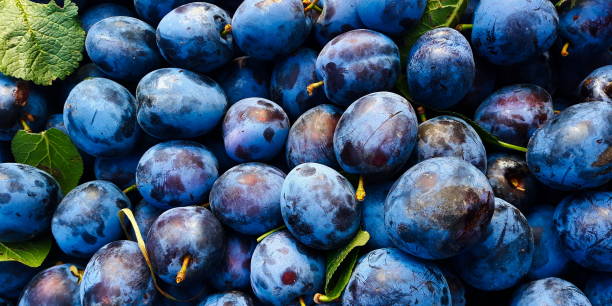 istock bunch of beautiful blue plums, banner for background 1324734917