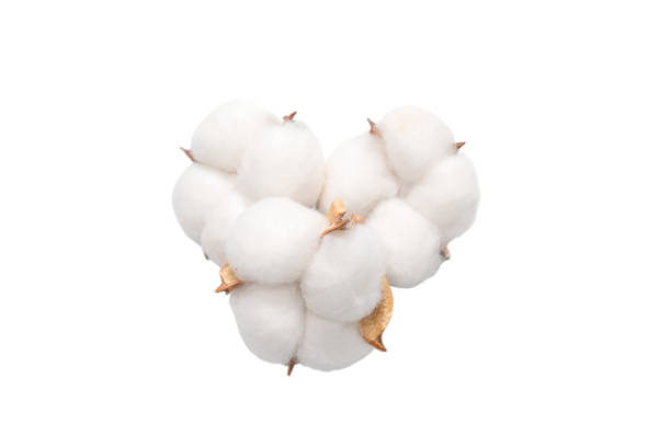 istock Cotton flower branch isolated on white background. 1324735759