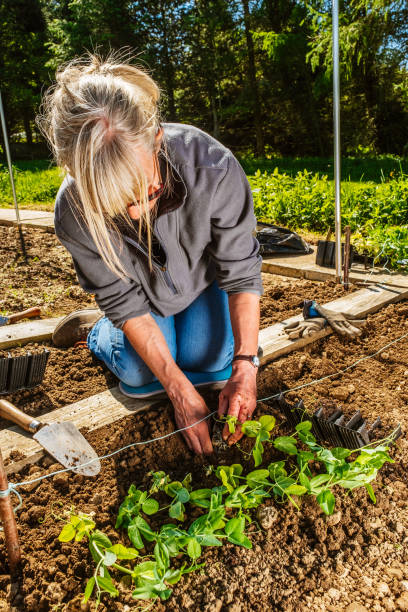 istock Woman planting Green Pea seedlings 1324737099