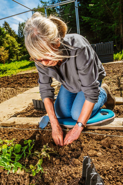 istock Woman planting Green Pea seedlings 1324738508