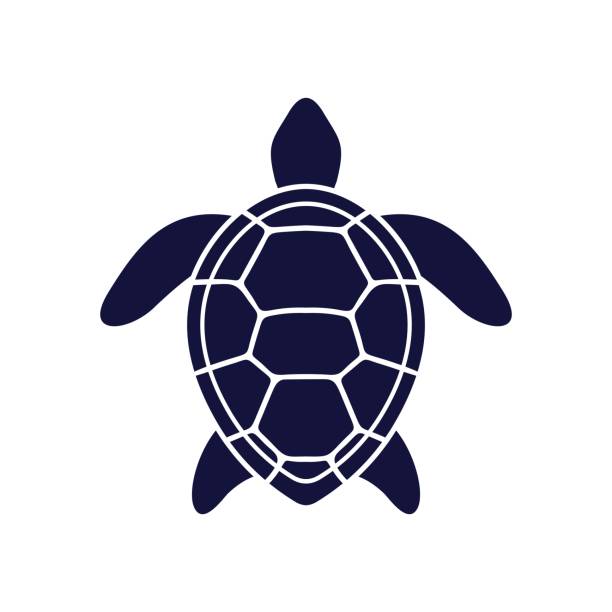 Sea turtle icon. Vector illustration isolated o white background Sea turtle icon. Vector illustration isolated o white background sea turtle stock illustrations