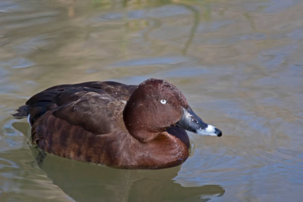 istock Male Hardhead or White-eyed Duck, Aythya australis 1324741415