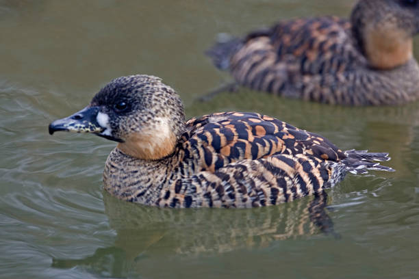 istock White-backed Duck, Thalassornis leuconotus, close up view 1324741431