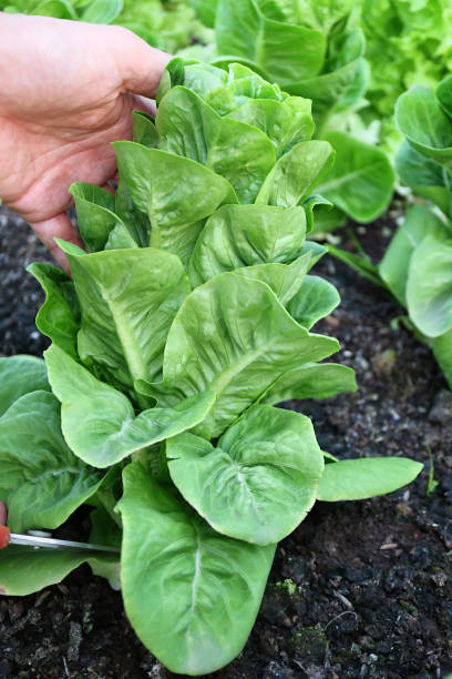 istock Man's Hands Harvesting Baby Cos Lettuces by Cutting with Scissors 1324741537