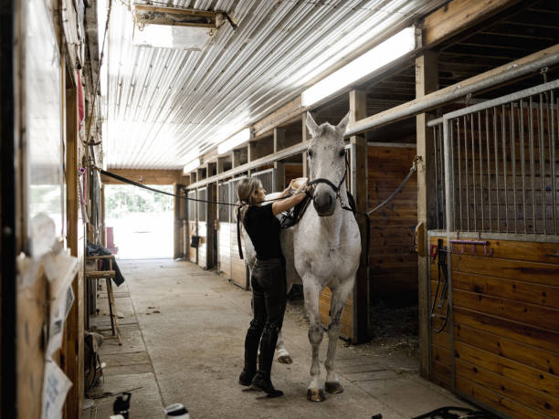 istock Young female trainer prepping her horse 1324742645