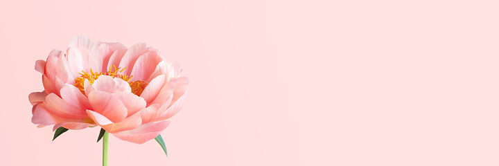 Banner with coral blooming peony, tender beautiful flower, minimalistic composition