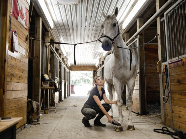 istock Young female trainer prepping her horse 1324743516