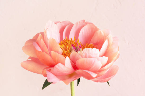 istock Coral blooming peony, tender beautiful flower 1324743528