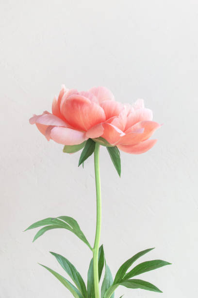 istock Coral blooming peony, tender beautiful flower 1324743719