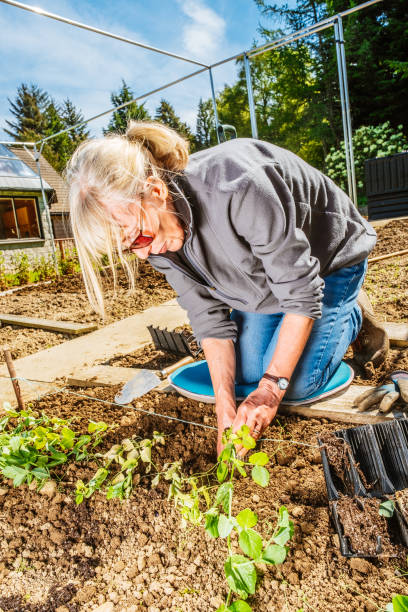 istock Woman planting Green Pea seedlings 1324744851