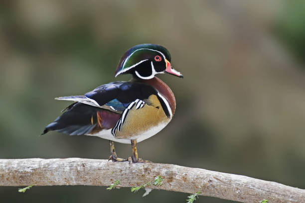 istock Male Wood Duck, Aix sponsa, perched on a log 1324745481