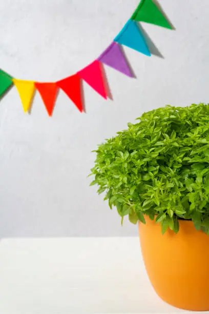 Photo of Pot of basil called manjerico a traditional plant of portuguese popular saints and festive party flags. With copy space