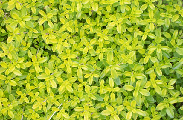 istock background of living green plants 1324746616
