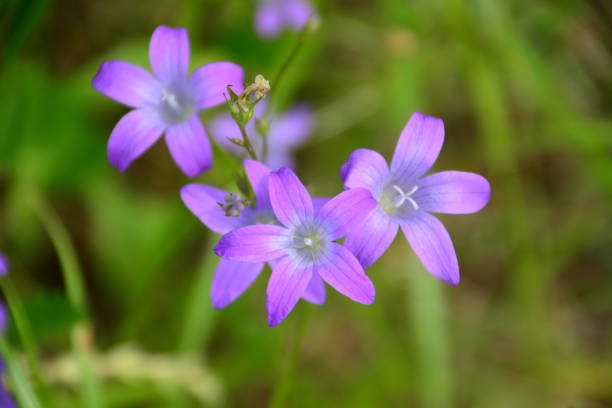 istock bluebells in grass on summer meadow close-up 1324747870