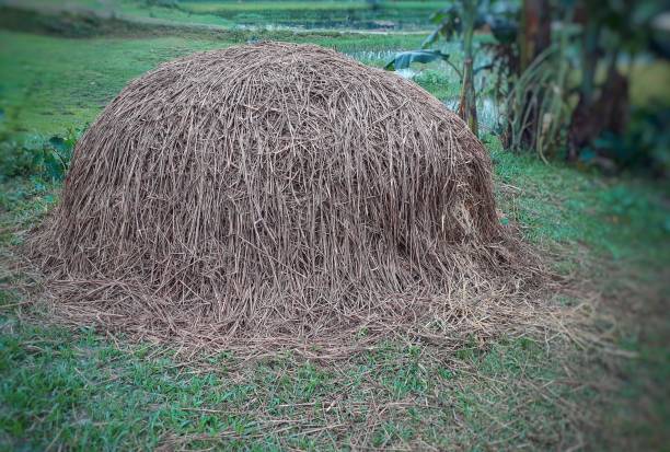 istock Rice hay on the green grass to feed cow 1324747949