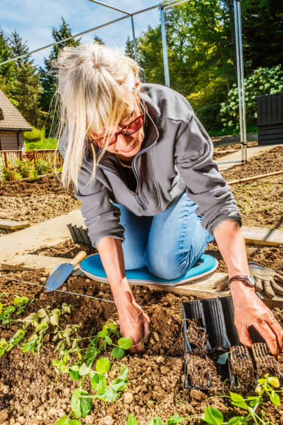 istock Woman planting Green Pea seedlings 1324748088