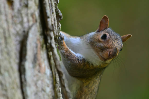 砂糖カエデの灰色のリス - curious squirrel ストックフォトと画像