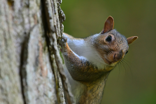 Curious eastern gray squirrel climbing sugar maple in the Connecticut woods