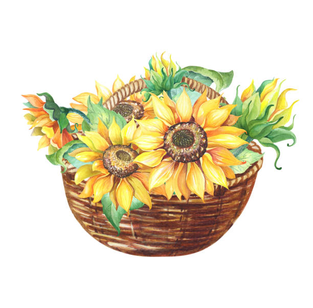 Watercolor Sunflower with with green leaves in wicker basket. Helianthus on white background. Watercolour yellow flower. Watercolor Sunflower with with green leaves in wicker basket. Helianthus on white background. Watercolour yellow flower. Summer,Autumn floral illustration in hand drawn style. helianthus stock illustrations