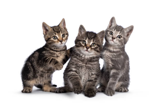 istock House cat kittens on white background 1324749602