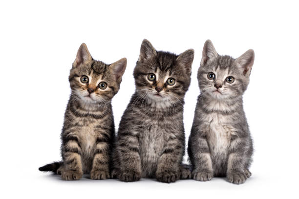 istock House cat kittens on white background 1324749620