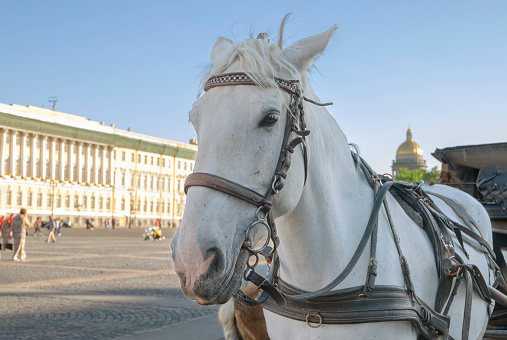 St. Petersburg, Russia - June 10, 2021. Close-up of the head of a white horse harnessed to a stroller in the city square. Selective focus. Blurred backdrop.
