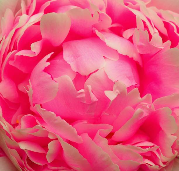istock Pink Paeonia Lactiflora 1324750615