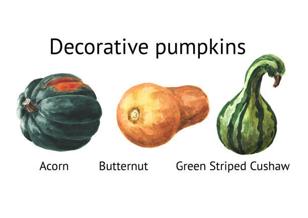 ilustrações de stock, clip art, desenhos animados e ícones de decorative pumpkins set. acorn, butternun, green striped cushaw. watercolor hand drawn illustration isolated  on white background - cushaw