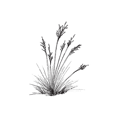 Bunch of fescue grass in engraving style. Drawing of plant common blue fescue seasonal food for cattle. Vector illustration in engraving style isolated on white