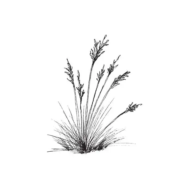 Vector illustration of Bunch of fescue grass plant common blue fescue in engraving style.