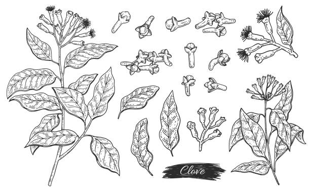 ilustraciones, imágenes clip art, dibujos animados e iconos de stock de establecer ingrediente de la planta de aroma de clavo de olor - flores, hojas, ramas y cogollos - clove