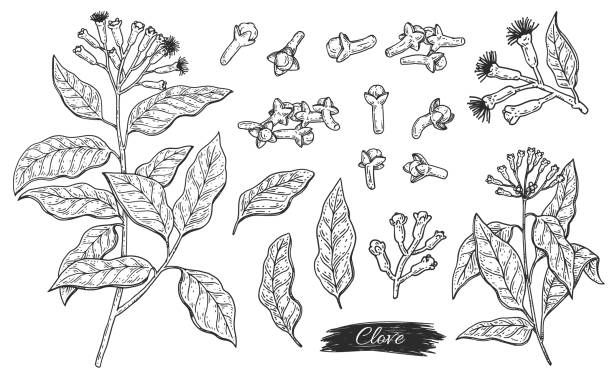 Set ingredient of clove aroma plant - flowers, leaves, branch and buds Isolated set of clove plant - flowers, leaves, branch and buds. Aroma herbal spice, ingredient for perfumery, medicine and cooking food. Botanical vector illustration, ink sketch clove spice stock illustrations