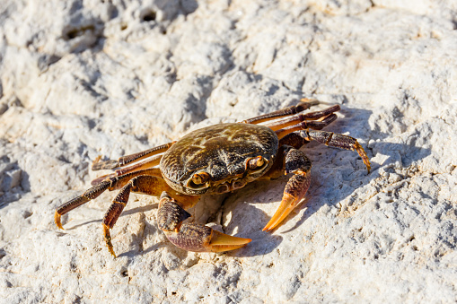 Freshwater river crab (Potamon ibericum) on stone