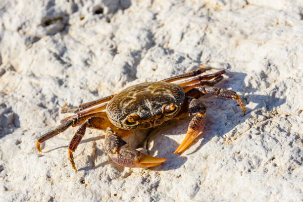 freshwater river crab (potamon ibericum) on the stone - 7595 imagens e fotografias de stock