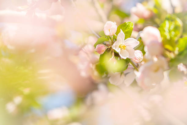 Apple blossom shot through others branches of apple leaves.