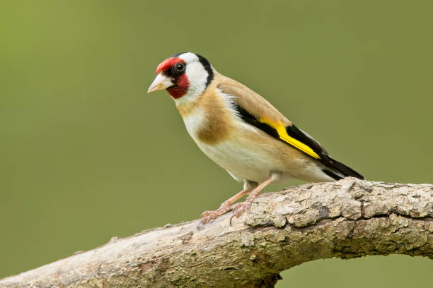 istock Goldfinch on branch 1324756212