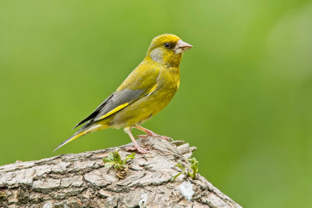 Greenfinch on branch