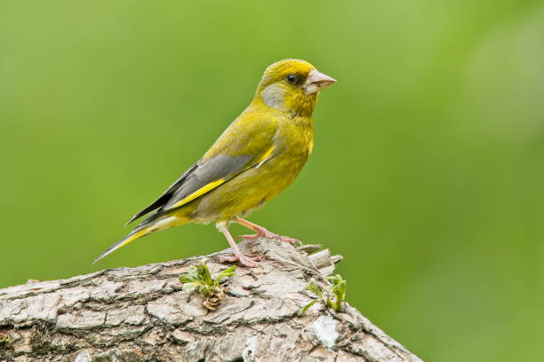 Greenfinch on branch stock photo