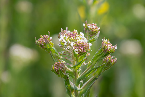 Close up of a field cress (lepidium campestre) plant in bloom